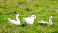 White Geese - country life concept Royalty Free Stock Photo