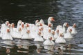 White geese and ducks swim and dive in the pond Royalty Free Stock Photo