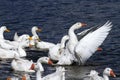 White geese and ducks swim and dive in the pond Royalty Free Stock Photo