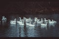 Geese and ducks swim in the pond Royalty Free Stock Photo