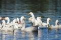 White geese and ducks swimming on blue water in summer Royalty Free Stock Photo