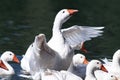 White geese and ducks swimming on blue water in summer Royalty Free Stock Photo