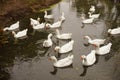 White geese family swim on the pond water on an autumn cloudy day Royalty Free Stock Photo