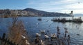 White geese in front of Kastoria town at the Orestiada lake in Greece
