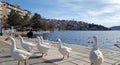 White geese in front of the lake Orestiada in Kastoria