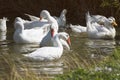 White geese fun splashing in the pond in the village Royalty Free Stock Photo