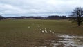 White geese on gray field arrived in early spring from the southern countries Royalty Free Stock Photo