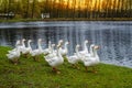 White geese on green grass on the shore of a pond