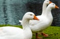White geese on green grass on the shore of a pond Royalty Free Stock Photo