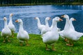 White geese on green grass on the shore of a pond Royalty Free Stock Photo