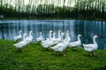 White geese on green grass on the shore of a pond Royalty Free Stock Photo