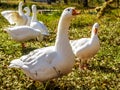 Six white geese on green grass Royalty Free Stock Photo