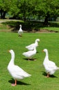 White geese on green grass Royalty Free Stock Photo