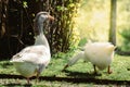 White geese on green grass Royalty Free Stock Photo