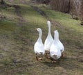 White geese on green grass. Royalty Free Stock Photo