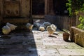 White geese inside Barcelona Cathedral. Spain. Royalty Free Stock Photo