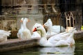 White geese inside of the Basilica church in Barcelona Spain Royalty Free Stock Photo