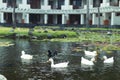 White geese in the lake, farmyard goose. Park of Nusa Dua, Bali island, Indonesia. Royalty Free Stock Photo
