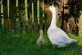 White geese and litle gesse on green grass near the fencef Royalty Free Stock Photo