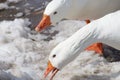 White Geese Searching for Food in the Snow