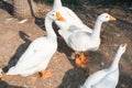 White geese looks questioningly at camera.