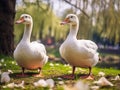 White geese Made With Generative AI illustration