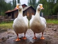 White geese Made With Generative AI illustration