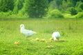 White geese on the meadow Royalty Free Stock Photo