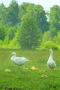 White geese on the meadow Royalty Free Stock Photo