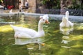 White geese in a pond, Barcelona Royalty Free Stock Photo