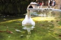 White geese in a pond, Barcelona Royalty Free Stock Photo