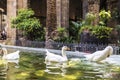 White geese in a pond, Barcelona Royalty Free Stock Photo