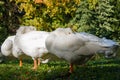 White Geese resting while standing on green grass Royalty Free Stock Photo