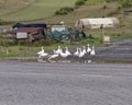 White geese at roadside puddle Royalty Free Stock Photo