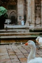 Geese roaming around in a park next to a cathedral Royalty Free Stock Photo