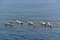 White geese in the sea