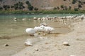 White geese on the shore of The Kournas Lake, Crete, Greece