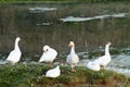 White geese on the shore of the pond Royalty Free Stock Photo