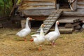White geese are walking around their wooden house.