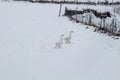 White geese walking in a white field covered with snow in January Royalty Free Stock Photo