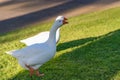 White geese walking