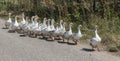 White geese walking in line