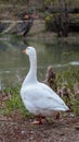 A Goose Walking Next to a Lake Royalty Free Stock Photo
