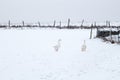 White geese walking in a white field covered with snow in January Royalty Free Stock Photo