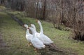 White geese Royalty Free Stock Photo