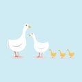 White geese, yellow goslings on a blue background