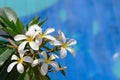 White gentle beautiful blossoms of the Plumeria Obtusa or Frangipani tropical bush with bright blue in the blurred background