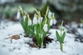 White gentle snowdrops in the snow Royalty Free Stock Photo