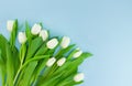 White gentle tulips on blue background. Holiday spring concept, International women day, Mother`s Day