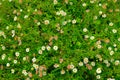 A white  genus of flowering plants in the aster family, blooming in spring are hardy and decorative ground cover plants. Royalty Free Stock Photo